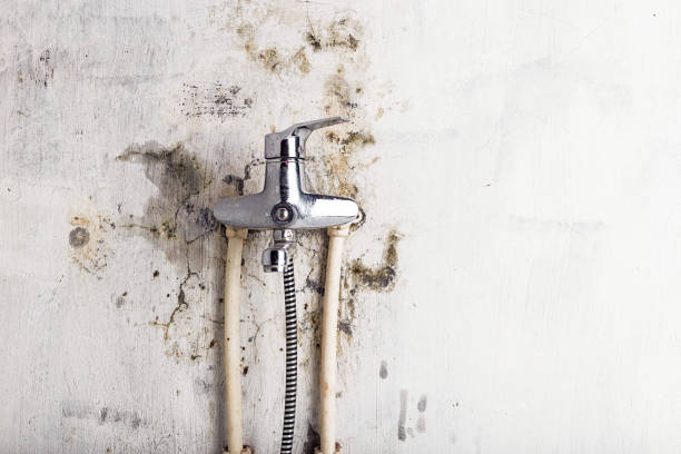 Best Mold Damage Repair  in Armona, CA