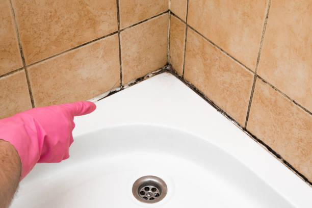 Best Black Mold Removal  in Armona, CA
