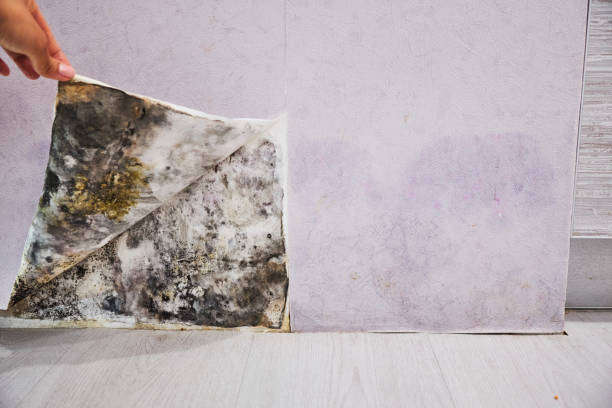 Certified Mold Removal in Armona, CA